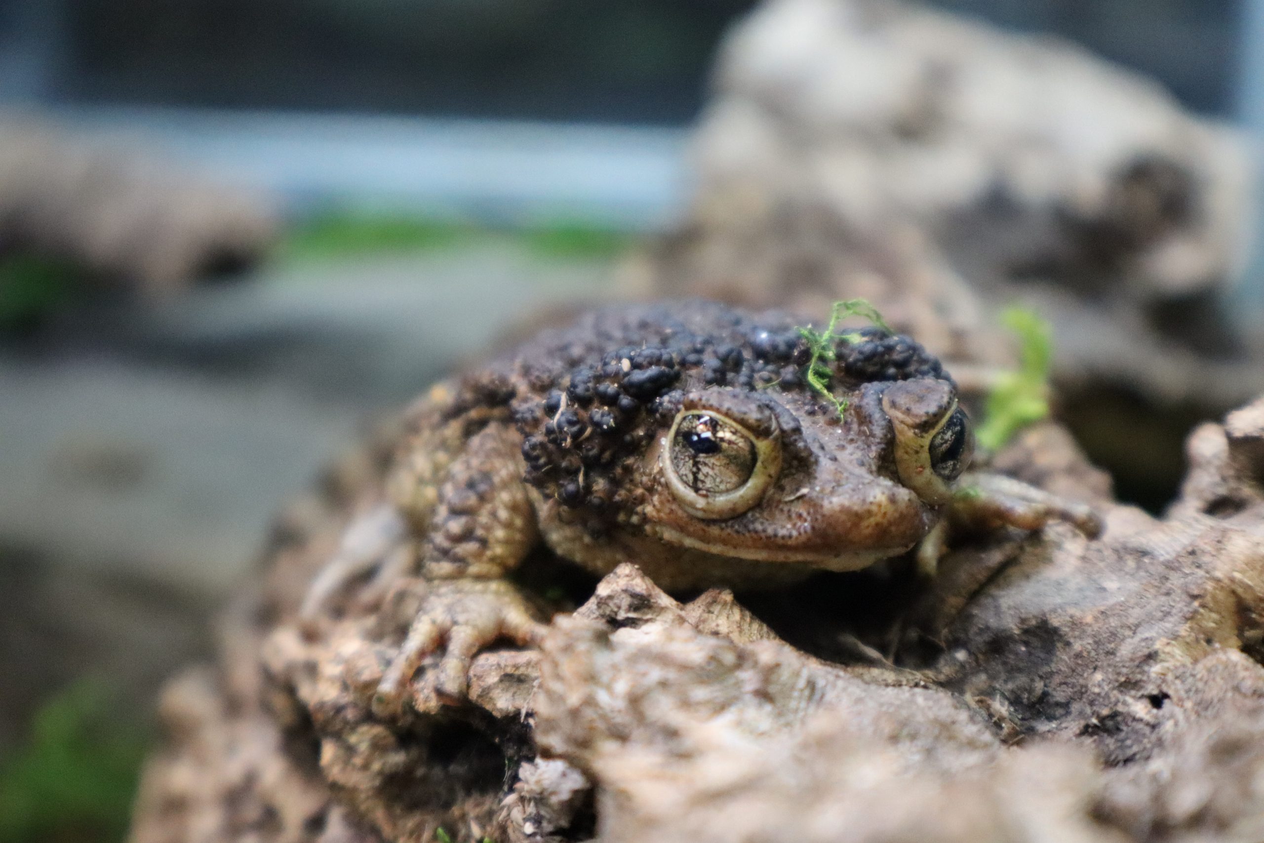 male puerto rican crested toad in natural habitat