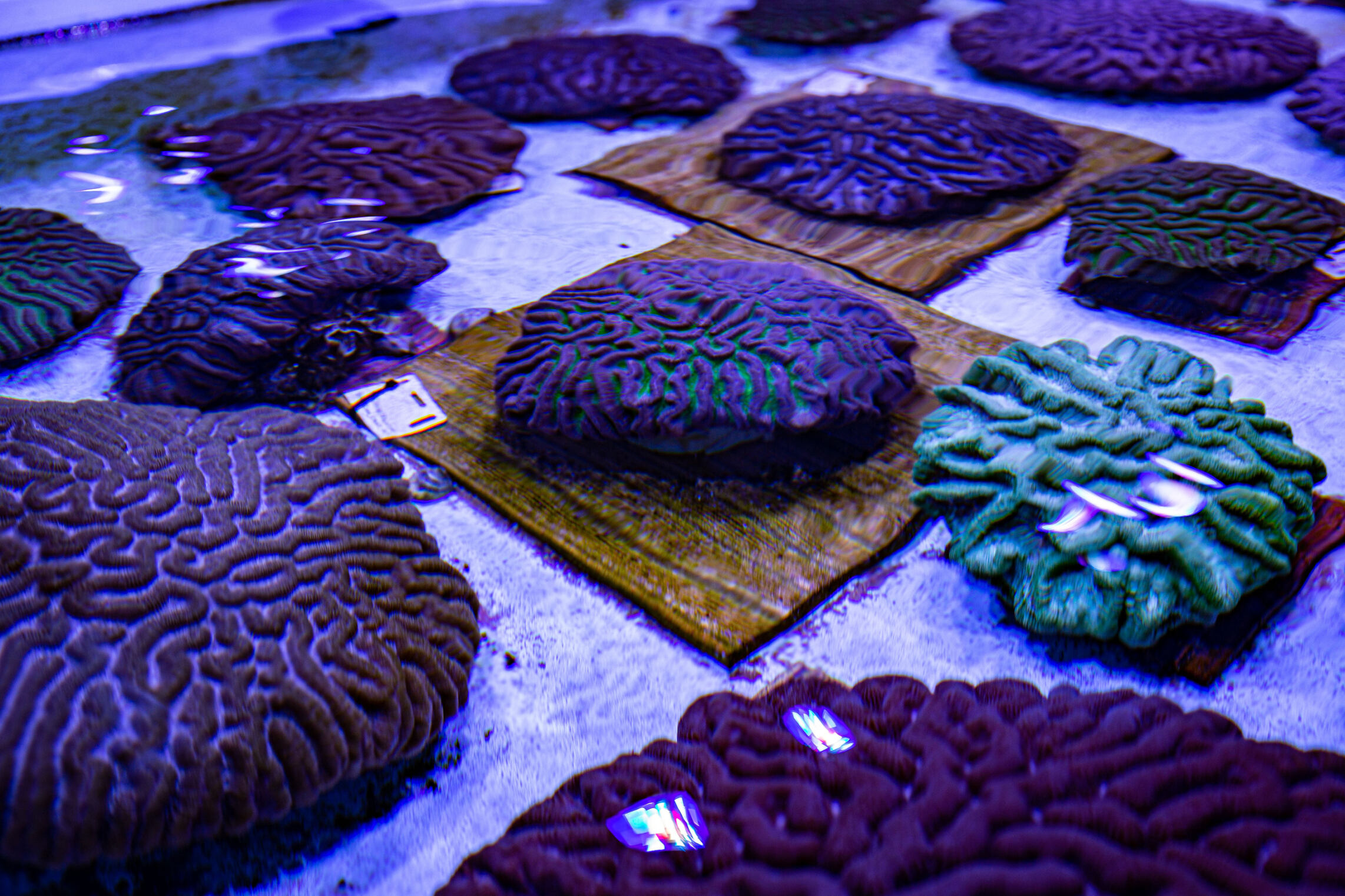 close up image of coral at the Florida Coral Rescue Center
