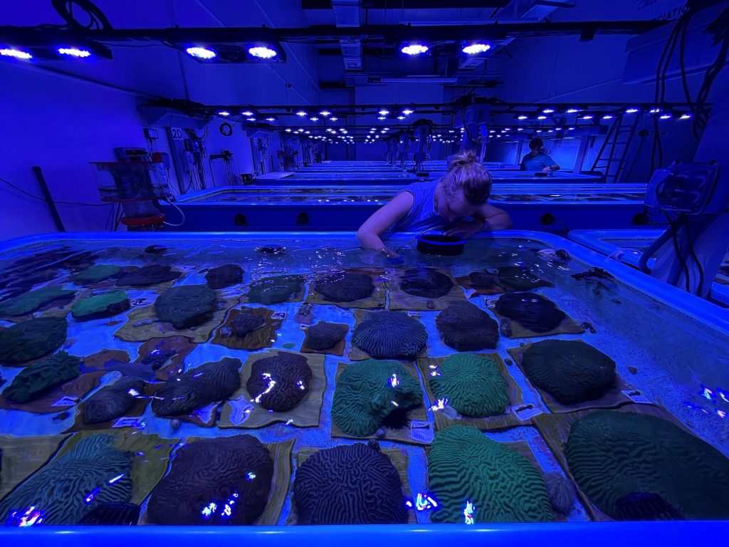 wide shot of the Florida Coral Rescue Center