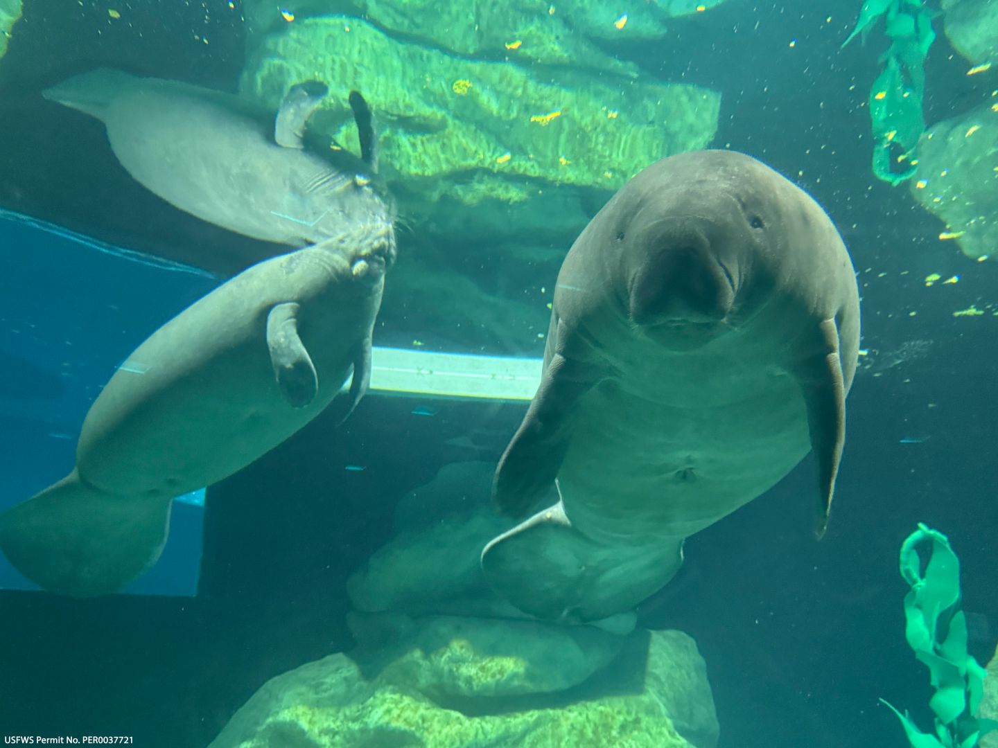 Manatees at EPCOT