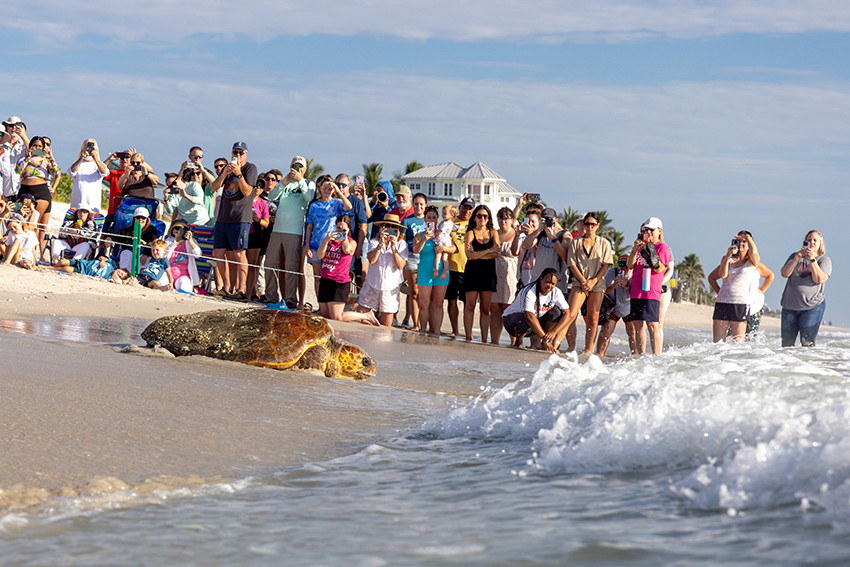 Tour de Turtles Disney's Vero Beach Resort