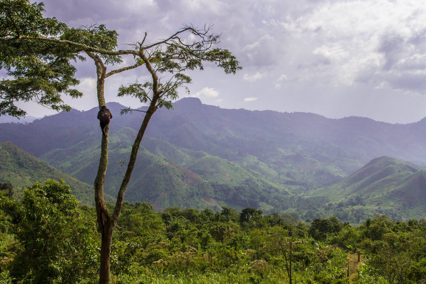 Aerial-view-with-gorilla-in-tree-and-for