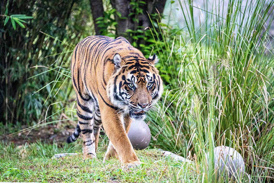 Sumatran Tiger in the grass
