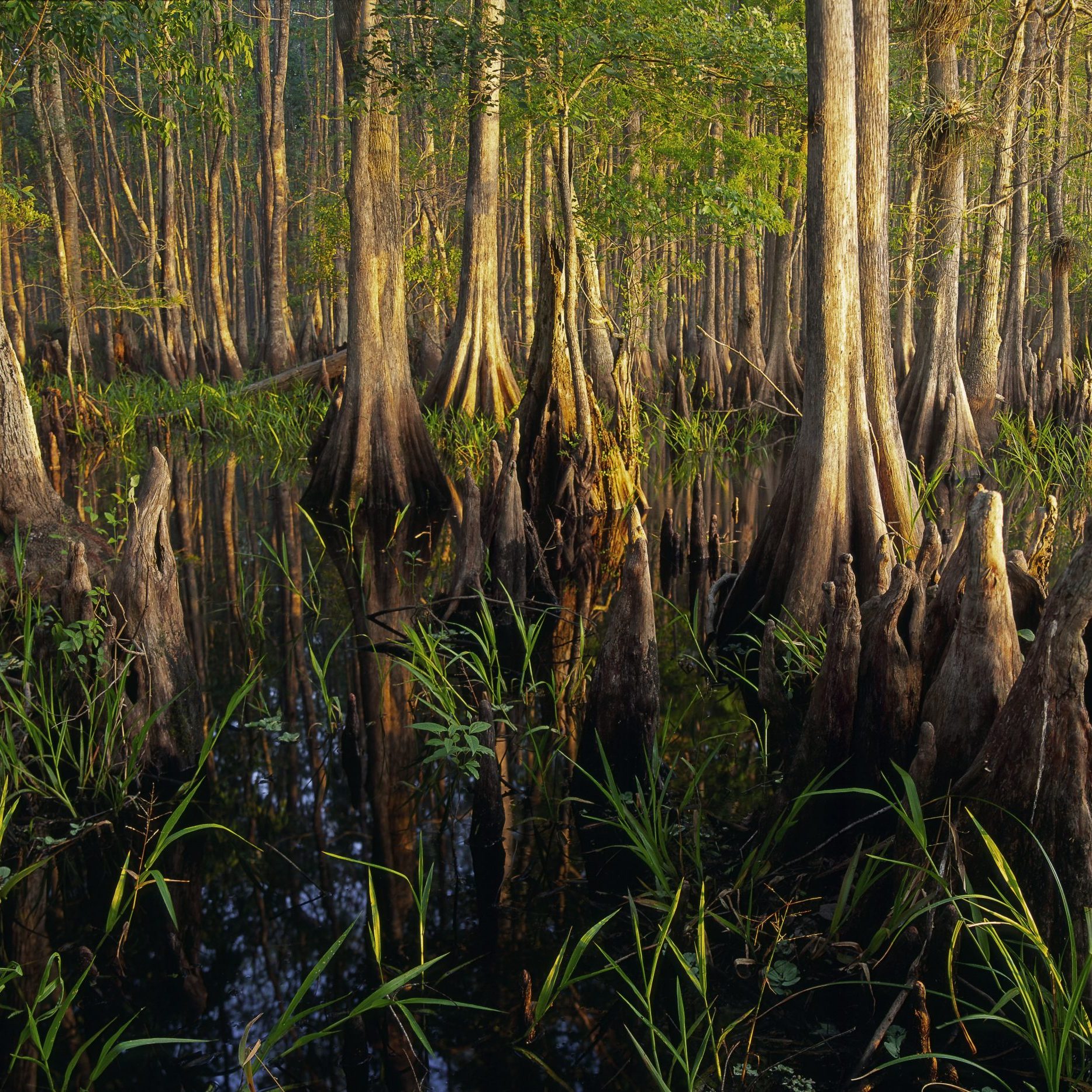 A landscape of a swamp in The Disney Wilderness Preserve
