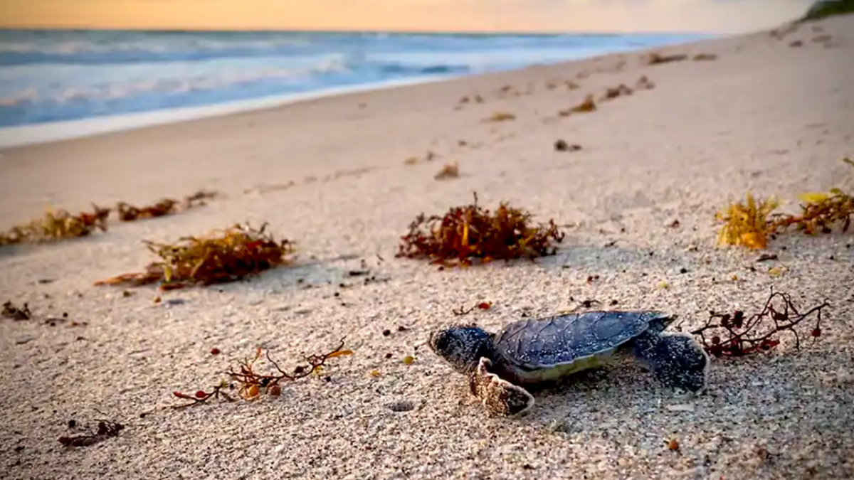 Baby sea turtle on the beach heads towards the ocean at sunrise.