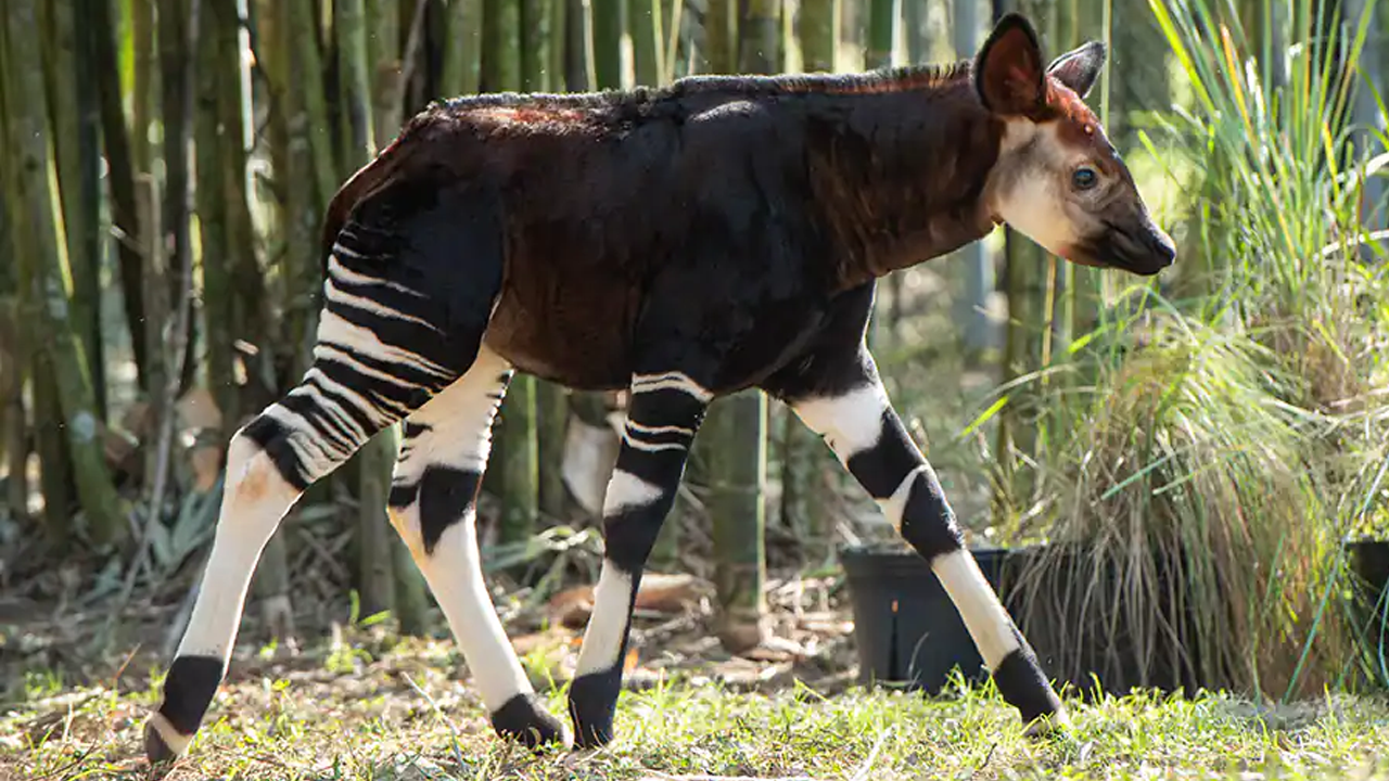 Baby Okapi walking