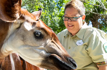 Celebrating Disney Animal Keeper’s Childhood Dream on World Okapi Day