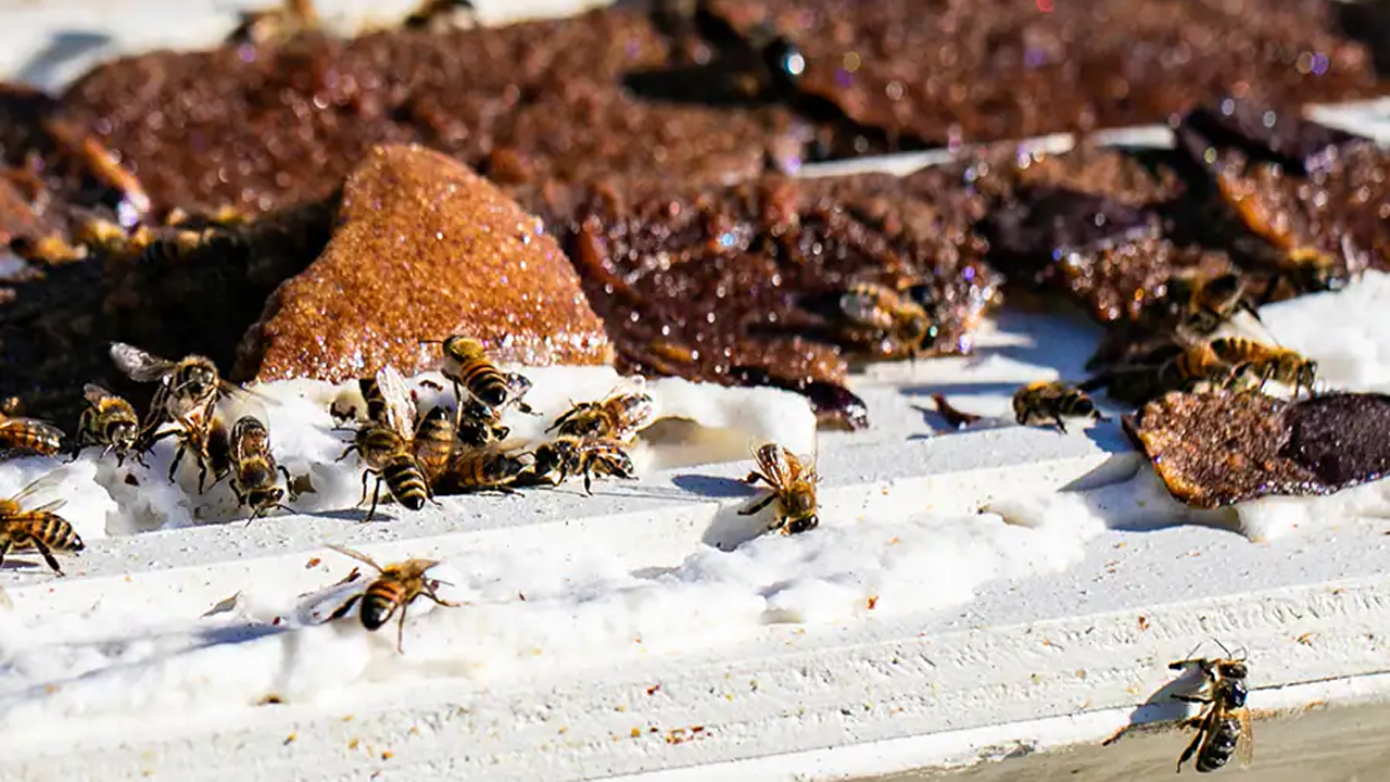 Bees eating the gingerbread. 