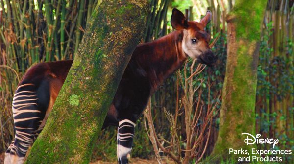 Okapi, a critically endangered species from Central Africa, protected at Disney's Animal Kingdom.